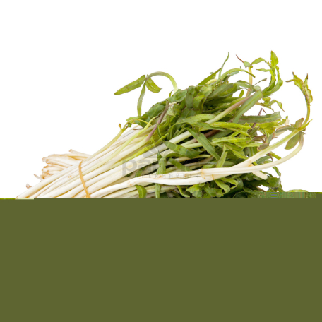 Green falcaria vulgaris kg