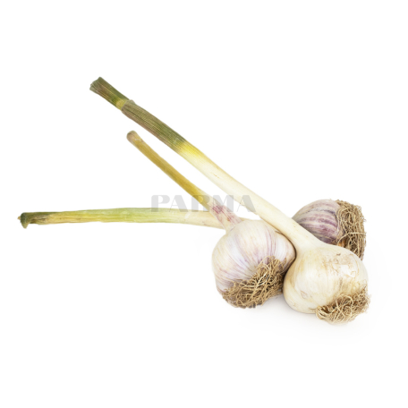 Garlic new