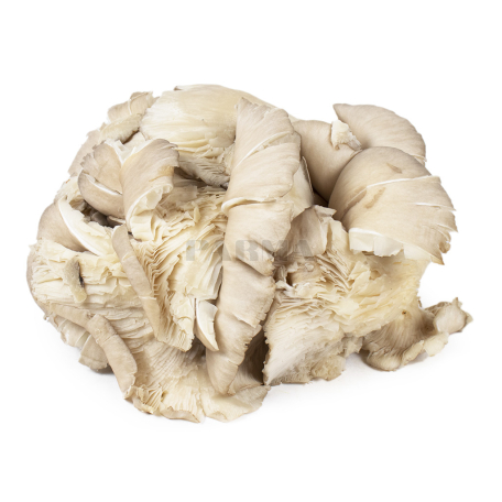 Oyster mushrooms kg
