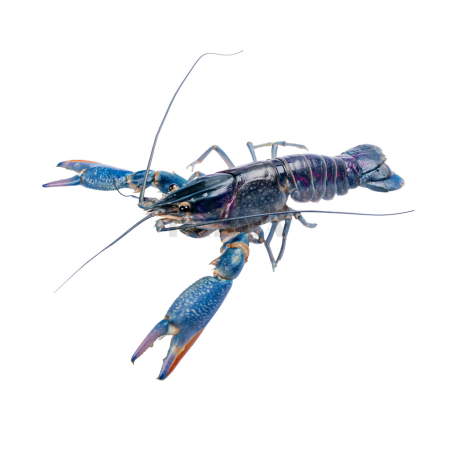 Խեցգետին կգ