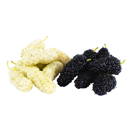 Mulberry kg