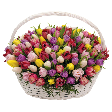 Composition "Latona Flowers" tulips 101pcs